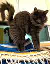 SNIPER - Offered by Owner - One-eyed Wonder