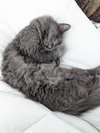 SNIPER - Offered by Owner - One-eyed Wonder