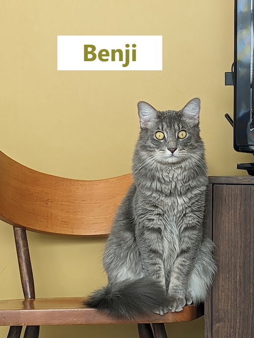 BENJI - Offered by Owner- Young and Friendly