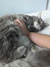 BENJI - Offered by Owner- Young and Friendly