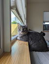 BENJI - Offered by Owner- Young and Friendly