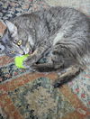 BENJI - Offered by Owner- Young and Friendly