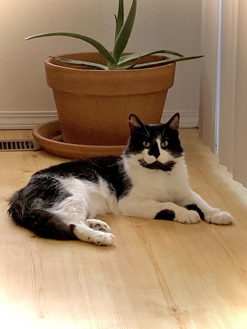 LINUS - Offered by Owner - Indoor/Outdoor (please)