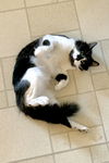 LINUS - Offered by Owner - Indoor/Outdoor (please)