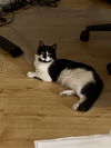 LINUS - Offered by Owner - Indoor/Outdoor (please)