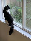 LINUS - Offered by Owner - Indoor/Outdoor (please)