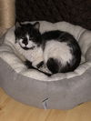 LINUS - Offered by Owner - Indoor/Outdoor (please)