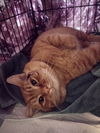 GARFIELD - Offered by Owner - Young FIV+