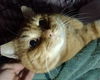 GARFIELD - Offered by Owner - Young FIV+