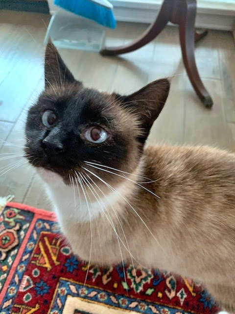 SWEET PEA - Young Adult Siamese Mix
