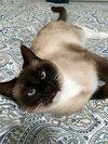 SWEET PEA - Young Adult Siamese Mix