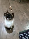 SWEET PEA - Young Adult Siamese Mix