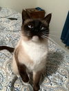 SWEET PEA - Young Adult Siamese Mix