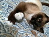SWEET PEA - Young Adult Siamese Mix