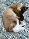 SWEET PEA - Young Adult Siamese Mix