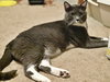 PRINCE - Offered by Owner - Brother to Rosie