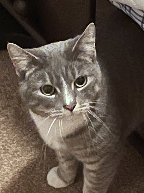 ROSIE - Offered by Owner - Sister to Prince