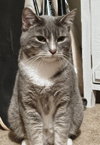 ROSIE - Offered by Owner - Sister to Prince