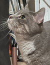 ROSIE - Offered by Owner - Sister to Prince