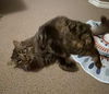 JINX - Offered by Owner - Young Male