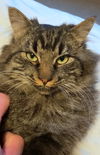 JINX - Offered by Owner - Young Male
