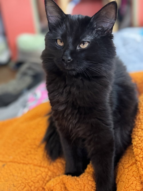 Sweet Sage