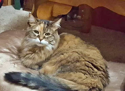 STAR & SPLASH - Offered by Owner - Senior Lovelies