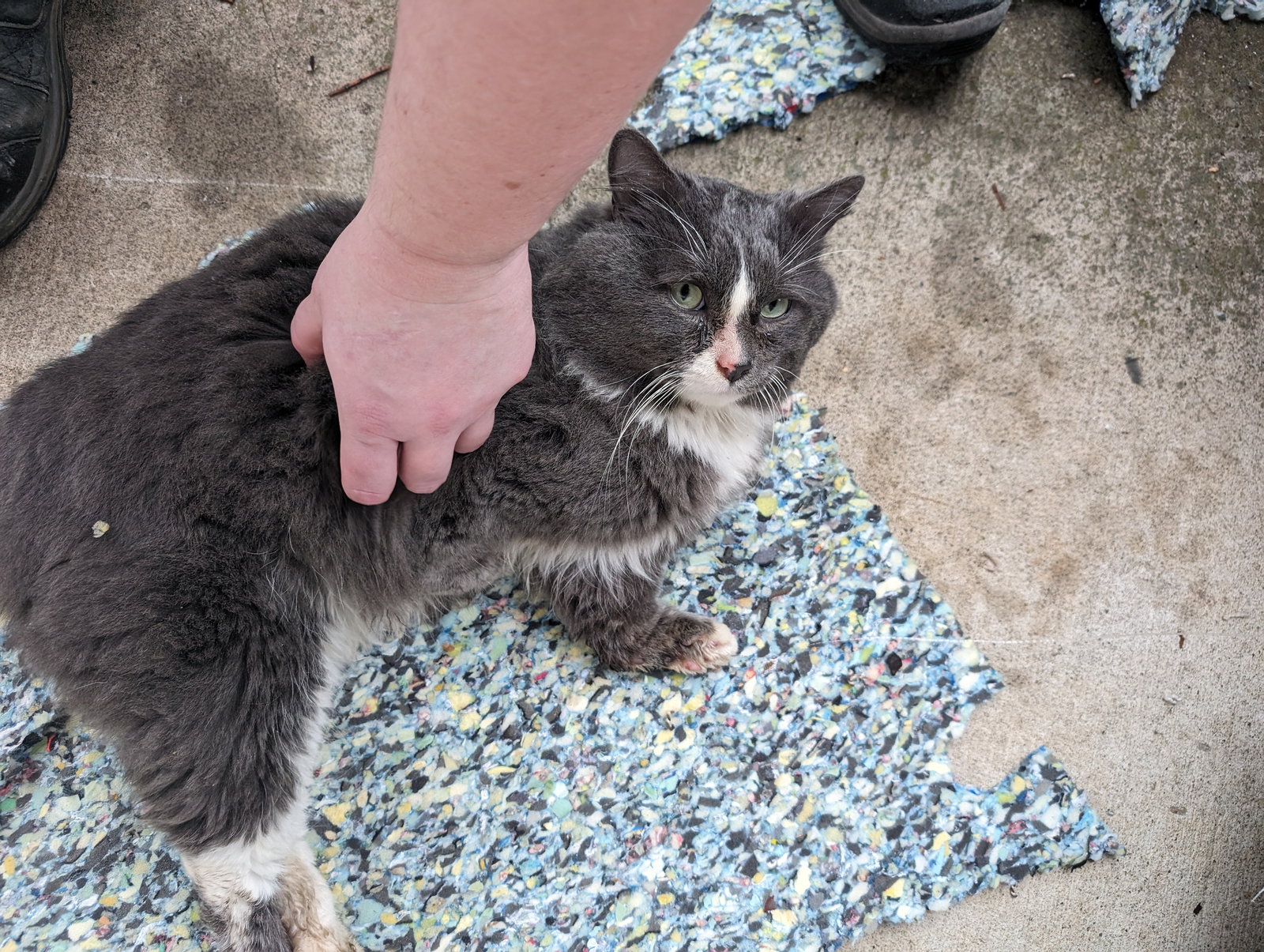 Cats for Adoption in Amboy, Washington Alpha Paw