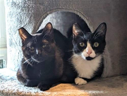 adoptable Cat in Hillsboro, OR named CARLY & SIMON - Teen Pair Offered By Owner