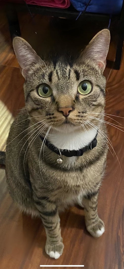 MILO - Offered by Owner - Sweet young male
