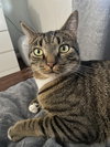 MILO - Offered by Owner - Sweet young male