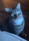 MILO - Offered by Owner - Sweet young male