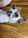 SASSY - Offered by Owner - Female Himi mix