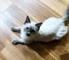 SASSY - Offered by Owner - Female Himi mix