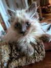 SASSY - Offered by Owner - Female Himi mix