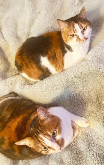 adoptable Cat in Hillsboro, OR named Yvonne and Yvette - Offered by Owner - Sister Pair