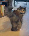 KIKI - Offered by Owner - Fluffy Calico