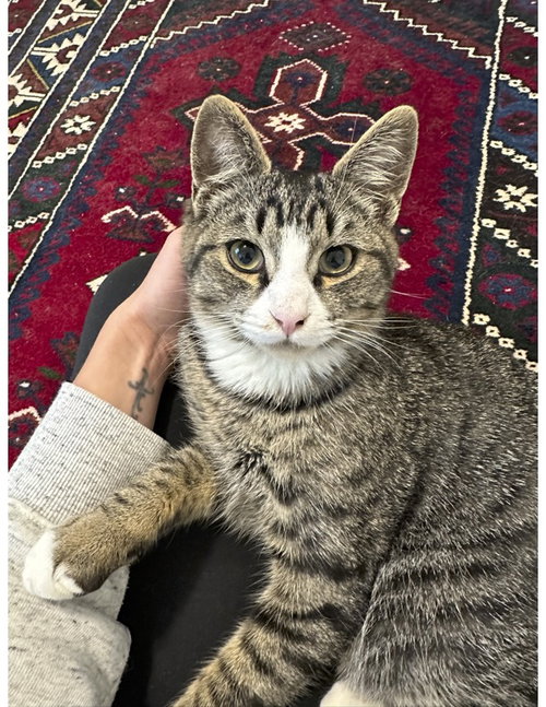 OLLIE - Offered by Owner - Young Male