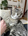 OLLIE - Offered by Owner - Young Male
