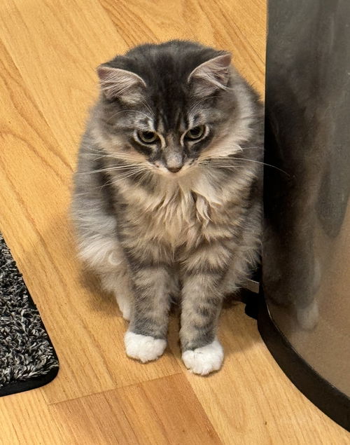 TOAST - Offered by Owner - Young male