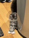 TOAST - Offered by Owner - Young male