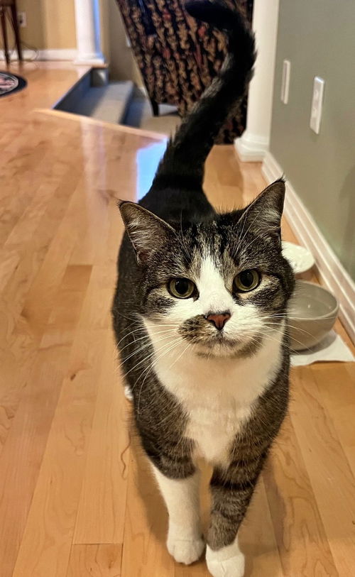 BEE GEE - Offered by Owner - Loving Senior