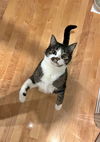 BEE GEE - Offered by Owner - Loving Senior