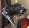 Angus & William - Offered by Owner - Teen Kittens