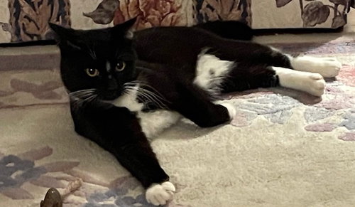 OTIS - Offrd by Owner - Young Tuxedo