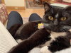 OTIS - Offrd by Owner - Young Tuxedo