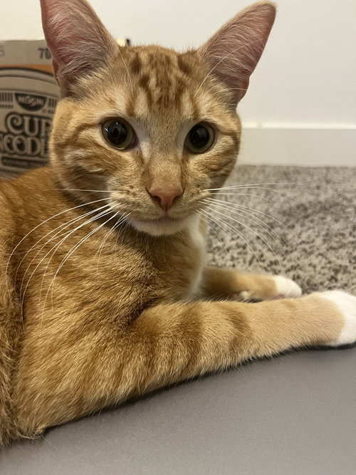 CLEMENTINE - Offered by Owner - Young Male