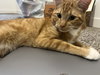 CLEMENTINE - Offered by Owner - Young Male