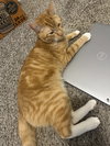 CLEMENTINE - Offered by Owner - Young Male