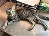 adoptable Cat in , OR named STELLA - Young teen female